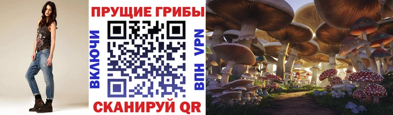 Псилоцибиновые грибы Psilocybine cubensis  Киренск 